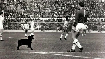 20160722 The18 Image 1962 World Cup Dog 798X450